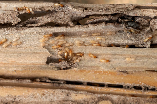 Professional Pest Control in Groveport, OH