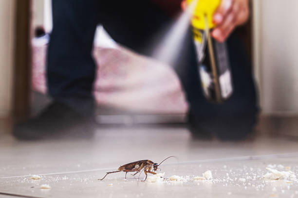 Best Emergency Pest Control  in Groveport, OH